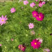 きのみの画像