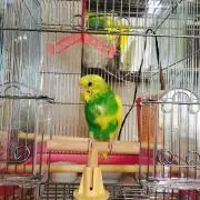 なちゅ