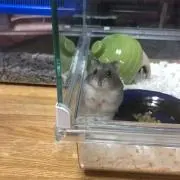 ミキティー