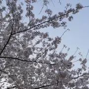 aceの画像