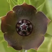 S _Plantsの画像