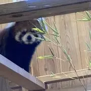 しげるの画像