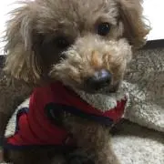 美樹
