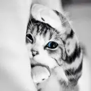 とらねこ