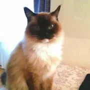 DANの画像