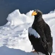 ちゃぴおの画像