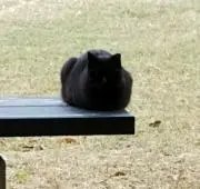 クロの画像