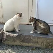 しゅんちゃん