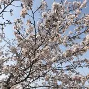 あゆゆ