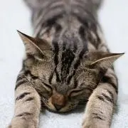 合縁奇縁