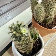 ゆの画像