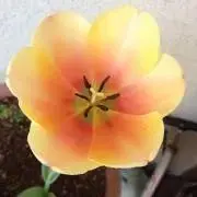 ふあこの画像