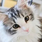 あやの画像