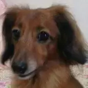 らむぅまま