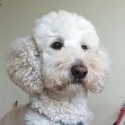 よーこ