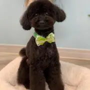 ぽん吉