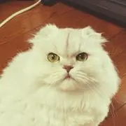 ちゅーるの画像