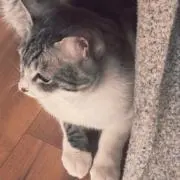 宮の画像