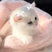 ゆの画像