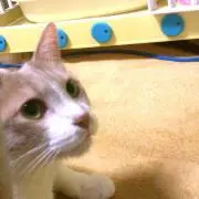 太郎さんちゃん