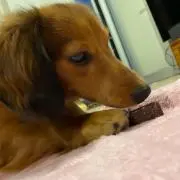 おまめの画像