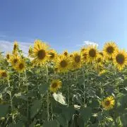 Yui.即日発送☆の画像