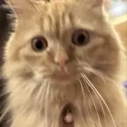 にゃっぷす！の画像
