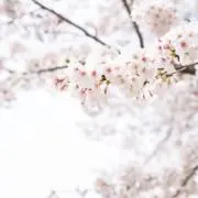 うさぎ　即購入OK！の画像