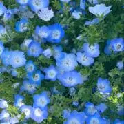 もえ★8月27日発送★の画像