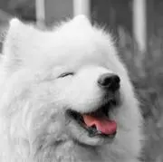 さとうの画像