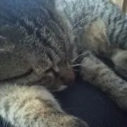 ミャー