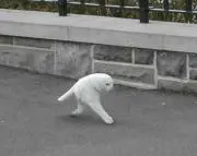 蓮華の画像
