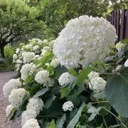 ノンタン♫の画像