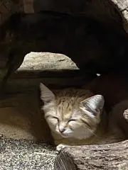つねよしの画像