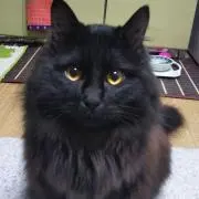 ももはなの画像
