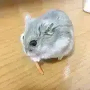 さしゃ。の画像