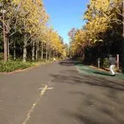 タムパパの画像
