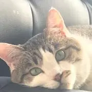 ssokの画像