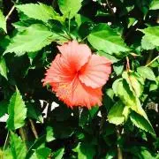プロフ必読‼️grow☆トリプルRの画像