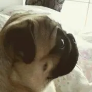 まいこりん
