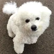 AJU