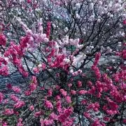 momoの画像
