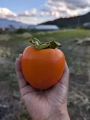 農家のめぐみ