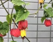 moyakoの画像