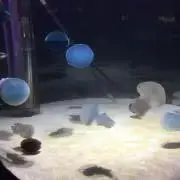 こも