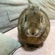 plumの画像