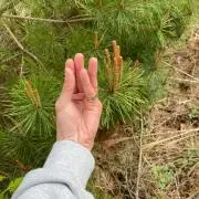 ソラ