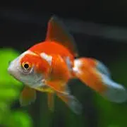 kin魚