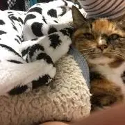 猫好き。