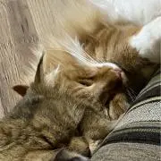 よしっぱーの画像
